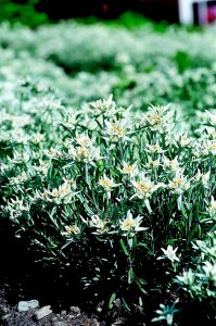  - edelweiss6-199x300