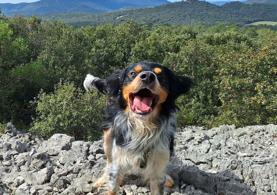 Soins au naturel pour chiens et chats