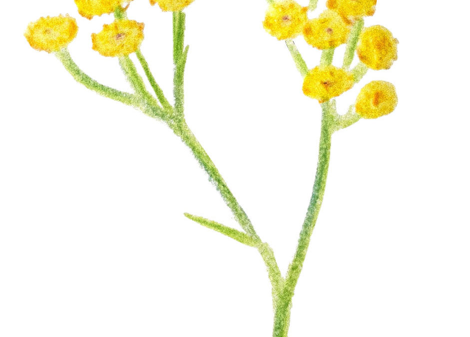 L’huile essentielle d’hélichryse italienne Helichrysum italicum