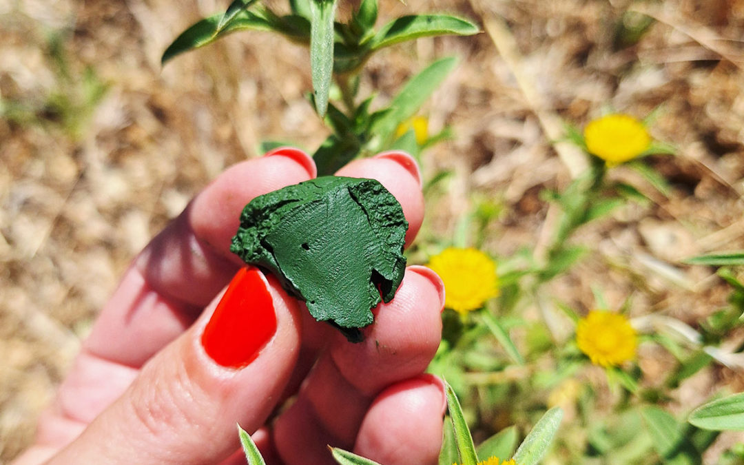 Visite chez Etika Spirulina