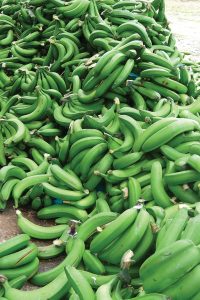 Banane séchée Equateur – Albert