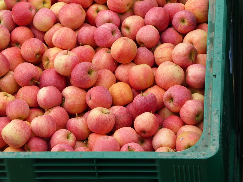 Ce qu’il est bon que vous sachiez sur nos pommes… et poires