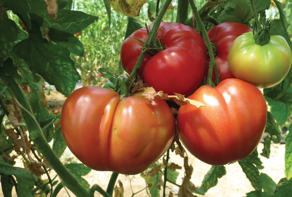 La Gazette des potagers – La tomate