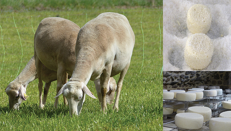Brebis, chèvre – Lait bon, lait cru : L’esprit Val d’Ormèze